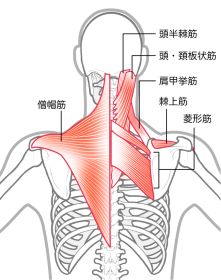肩こり原因筋肉