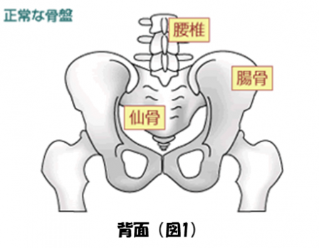 正常な骨盤